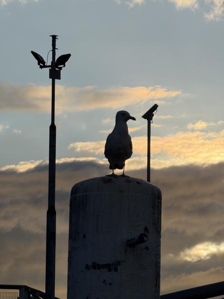 A lone seagull is silhouetted against a beautiful golden hour sky, perched atop a cylindrical utility structure